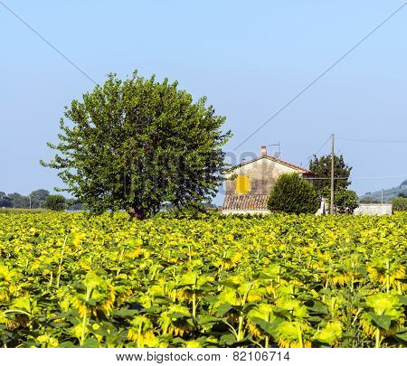 Summer Landscape In Marches (italy)