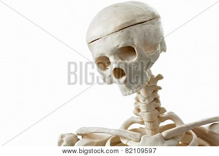Human Skeleton Toy