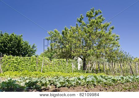 Growing Bio Vegetables In The Northern Bulgaria In The Summer