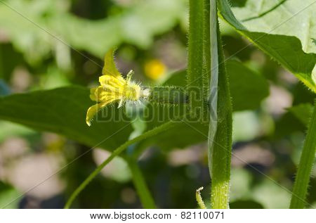 Growing Bio Vegetables In The Northern Bulgaria In The Summer