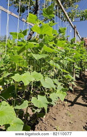 Growing Bio Vegetables In The Northern Bulgaria In The Summer
