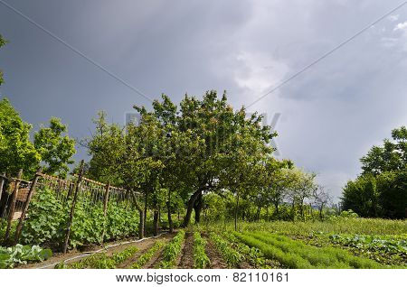 Growing Bio Vegetables In The Northern Bulgaria In The Summer