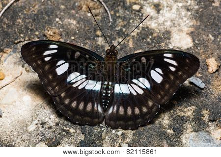 Blackvein Sergeant Butterfly