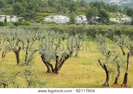 Typical Landscape Of Maussane Les Alpilles In Provence