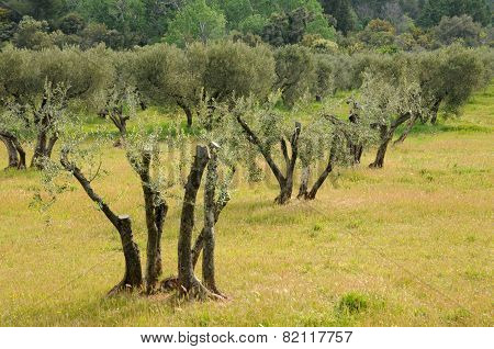 Typical Landscape Of Maussane Les Alpilles In Provence