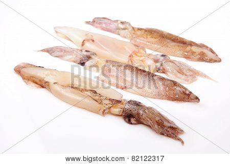 Row Of Small Freshly Squids