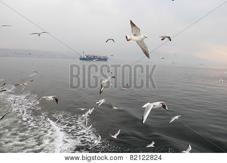 Seagulls.