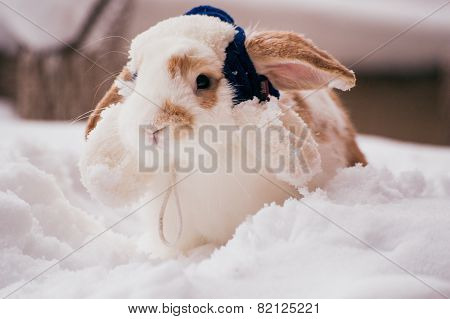 Rabbit With Blue Winter Hat