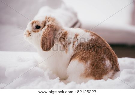 White And Brown Rabbit In Snow