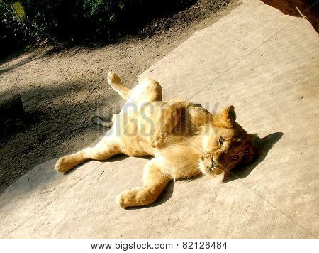 Lion