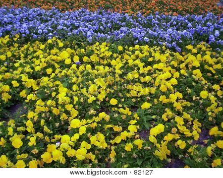 Mooie bloemen