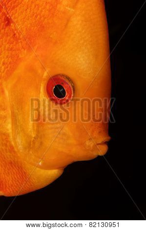 Discus Fish Portrait