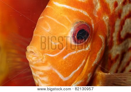 Discus Fish Portrait
