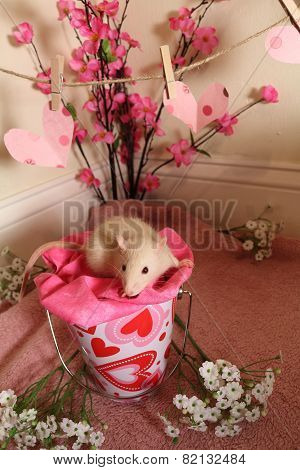 Valentine's Rat