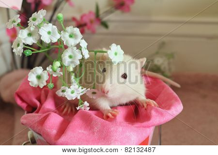 Valentine's Rat