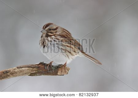 Winter Sparrow