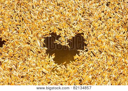 GA BA rice or Germinated brown rice