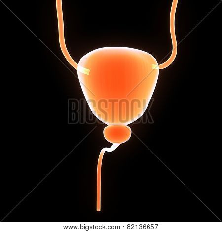 Urinary Bladder