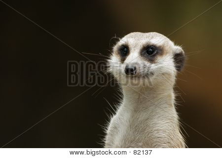 Suricata