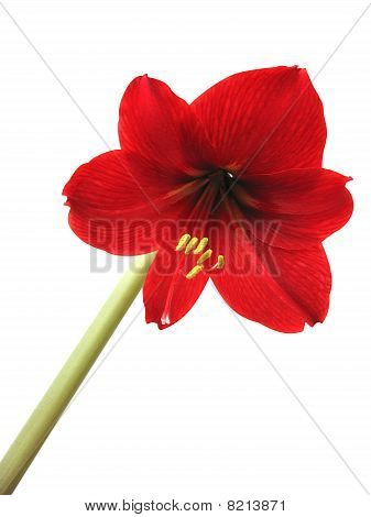 Flor Hippeastrum