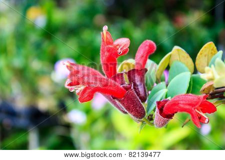 Lipstick Plant