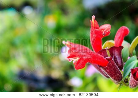 Lipstick Plant