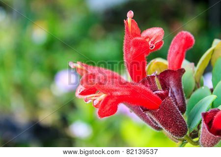 Lipstick Plant