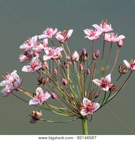 Butomus Flower