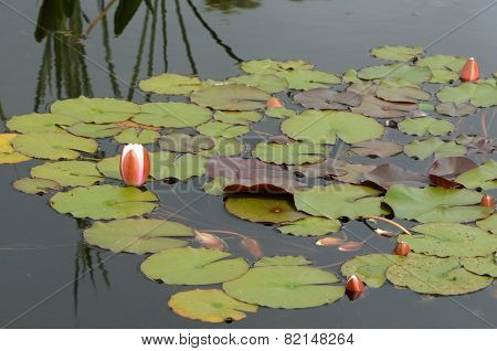 Brittany, Le Jardin Lepage In Pleumeur Bodou