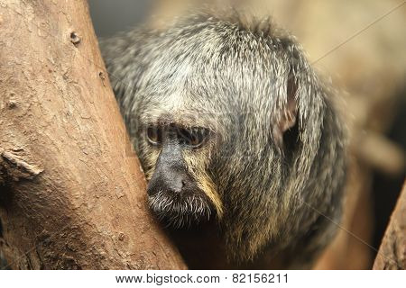 White Faced Saki Monkey Pithecia Pithecia