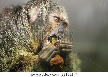 White Faced Saki Monkey Pithecia Pithecia
