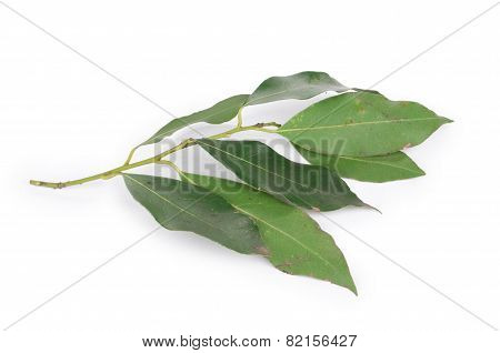 Green bay leaves.