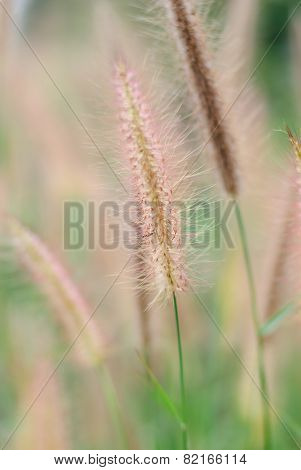 Pennisetum Pedicellatum Trin