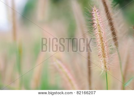 Flower Grass Background