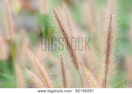 Pennisetum Pedicellatum Trin
