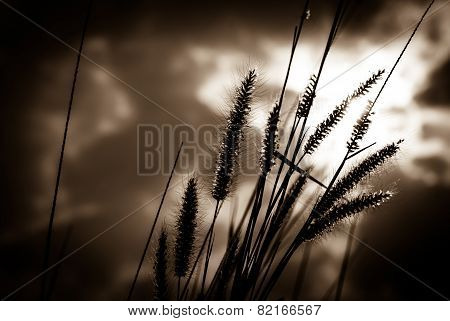 Pennisetum Pedicellatum Trin