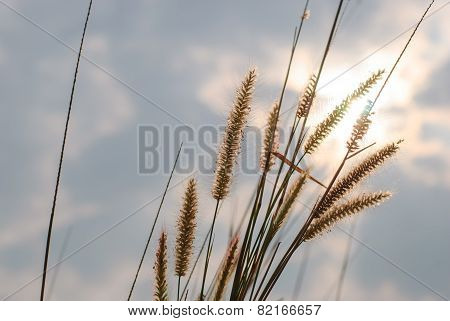 Flower Grass Background