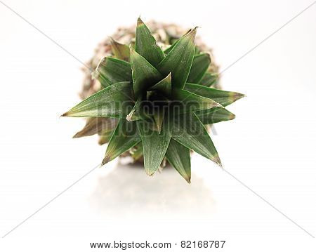 Pineapple Front View