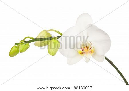 Blooming Twig Of White Orchid Isolated On White Background.
