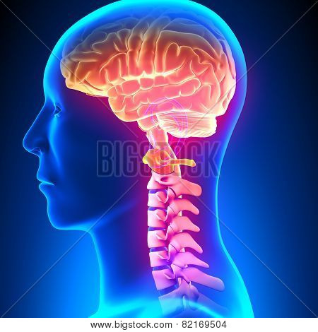 C1 Disc - Cervical Spine