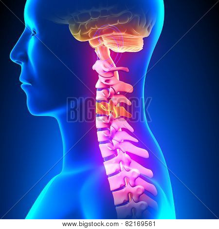 C4 Disc - Cervical Spine
