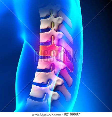 T7 Disc - Thoracic Spine Anatomy