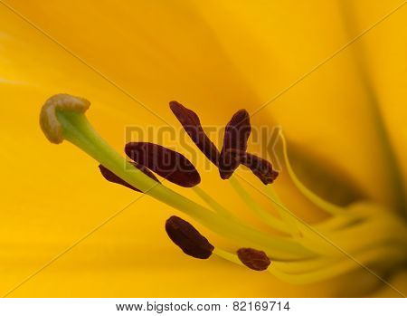 Yellow flower stamen