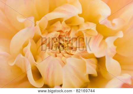 Yellow, orange dahlia