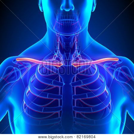 Clavicle Bone Anatomy With Circulatory System