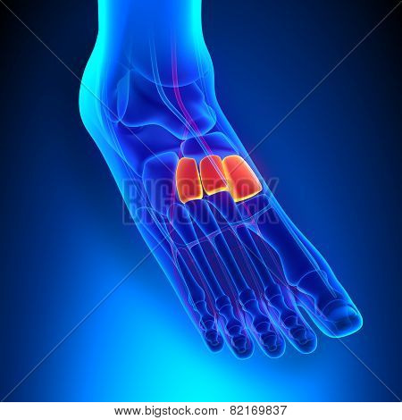 Cuneiforms Bones Anatomy With Circulatory System