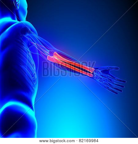 Radius Ulna Bones Anatomy With Circulatory System