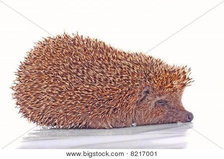 白い背景の上のハリネズミ