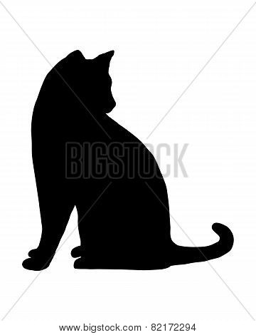 Cat On White