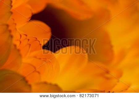 Orange flower abstract